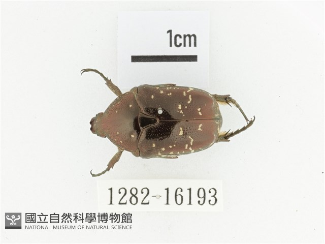 東方白點花金龜藏品圖，第1張