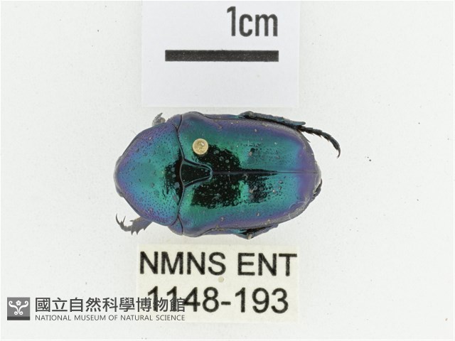 藍艷白點花金龜藏品圖，第1張