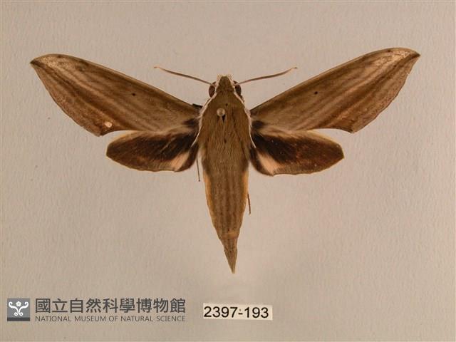 背線天蛾藏品圖，第1張