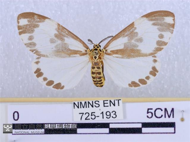 後凸蝶燈蛾藏品圖，第1張