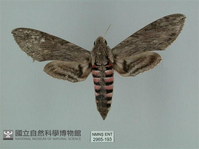 蝦殼天蛾藏品圖，第1張