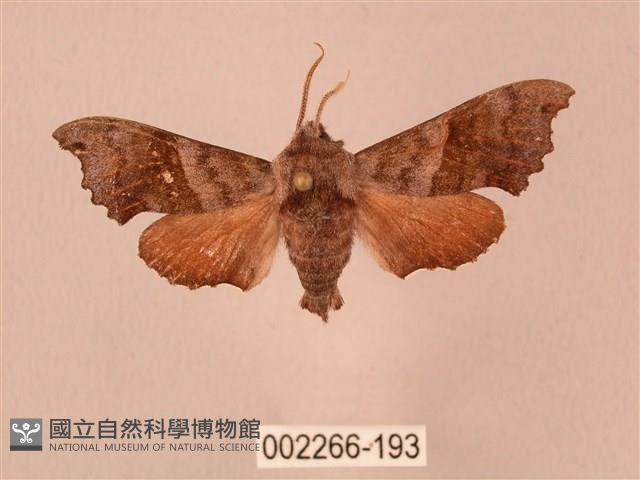 楓天蛾藏品圖，第1張