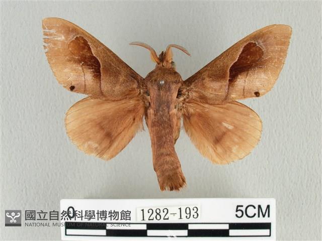 大褐斑枯葉蛾藏品圖，第1張