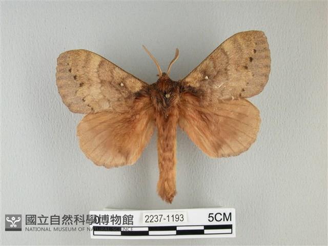 波紋枯葉蛾藏品圖，第1張