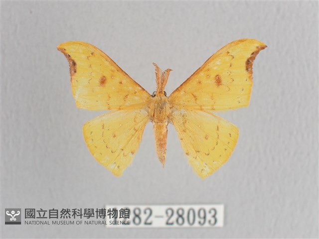 彎黑黃鉤蛾藏品圖，第1張
