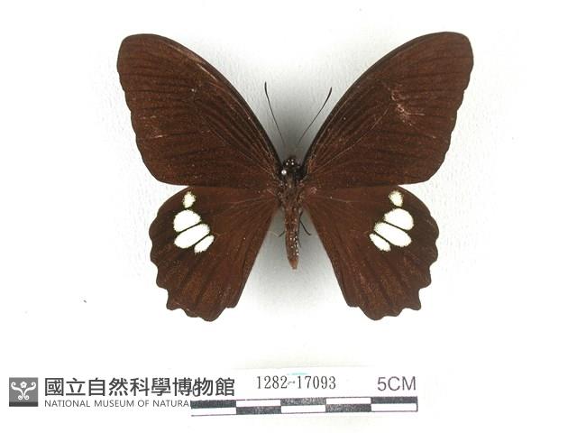 無尾白紋鳳蝶藏品圖，第1張