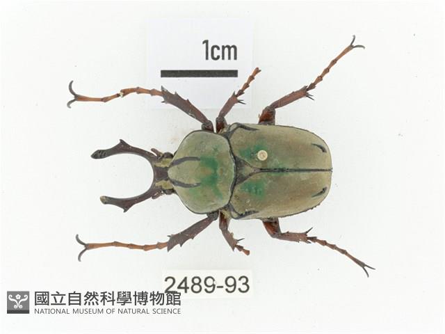 臺灣角金龜藏品圖，第1張