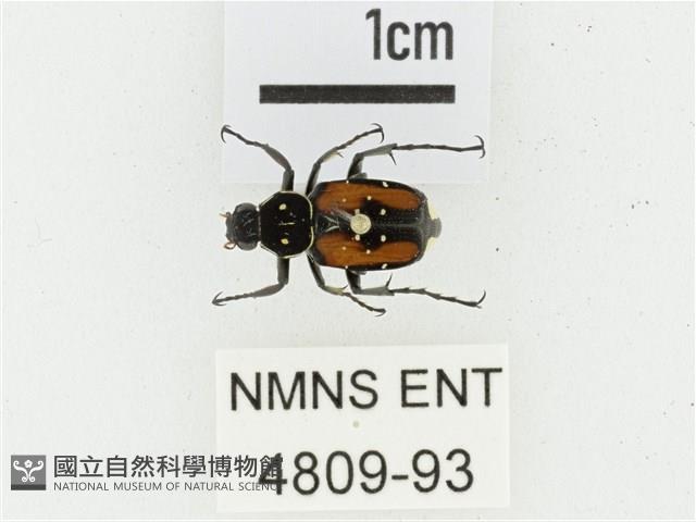 黑虎斑花金龜藏品圖，第1張