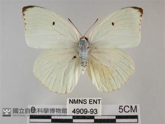 細波遷粉蝶藏品圖，第1張