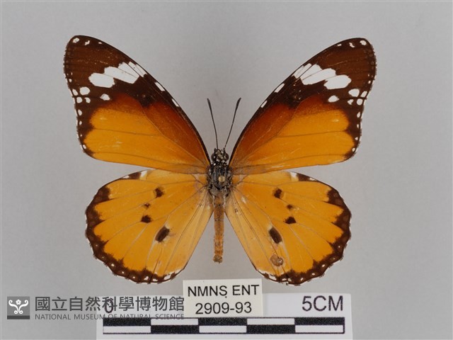 樺斑蝶藏品圖，第1張