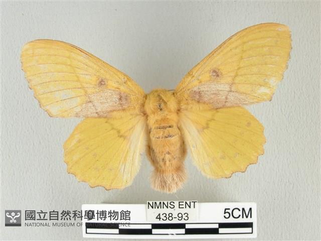 青枯葉蛾藏品圖，第1張