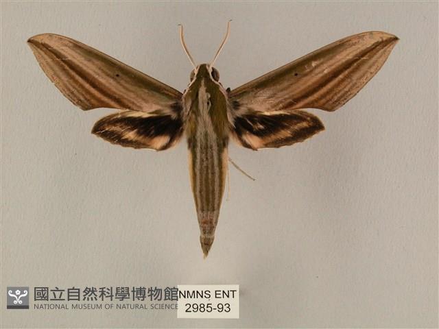棕綠背線天蛾藏品圖，第1張