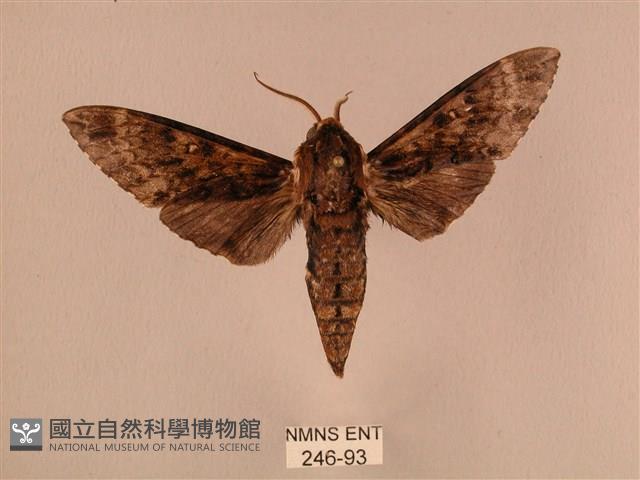 白星天蛾藏品圖，第1張