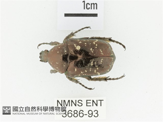 東方白點花金龜藏品圖，第1張