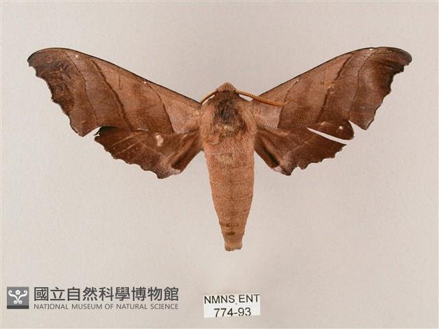 齒翅三線天蛾藏品圖，第1張