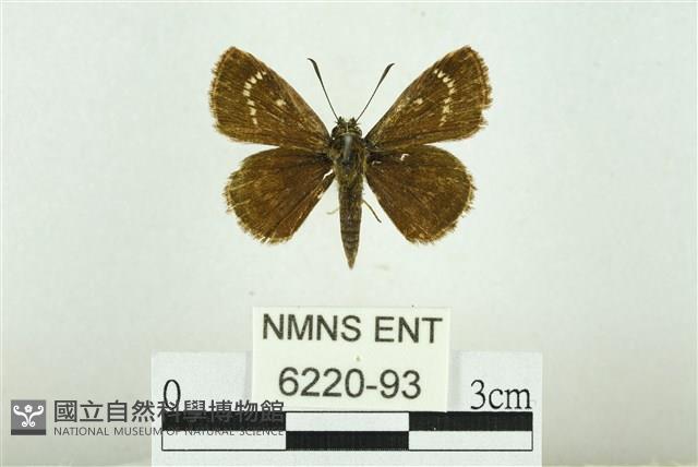 弧弄蝶藏品圖，第1張