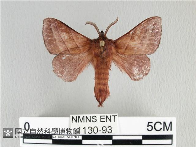 川邊氏枯葉蛾藏品圖，第1張