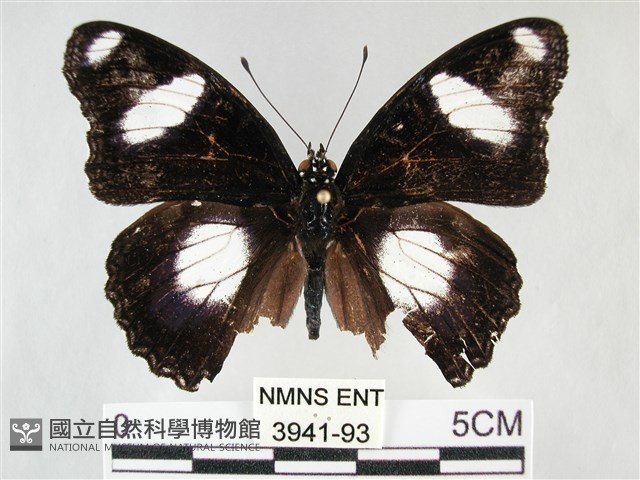 雌擬幻蛺蝶、雌紅紫蛺蝶藏品圖，第1張
