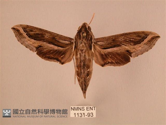 斜線天蛾藏品圖，第1張