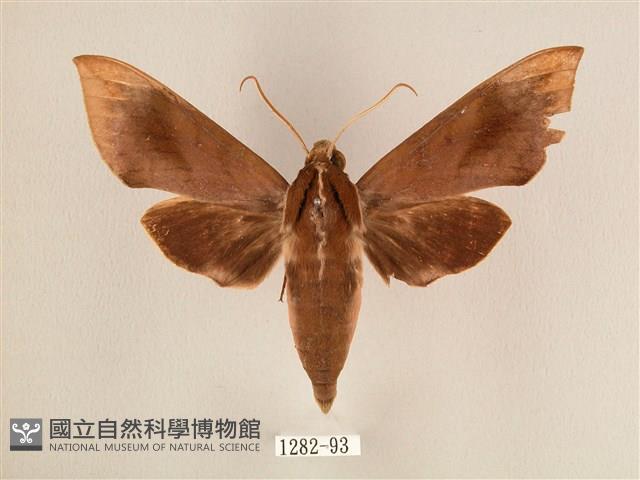 背中白天蛾藏品圖，第1張