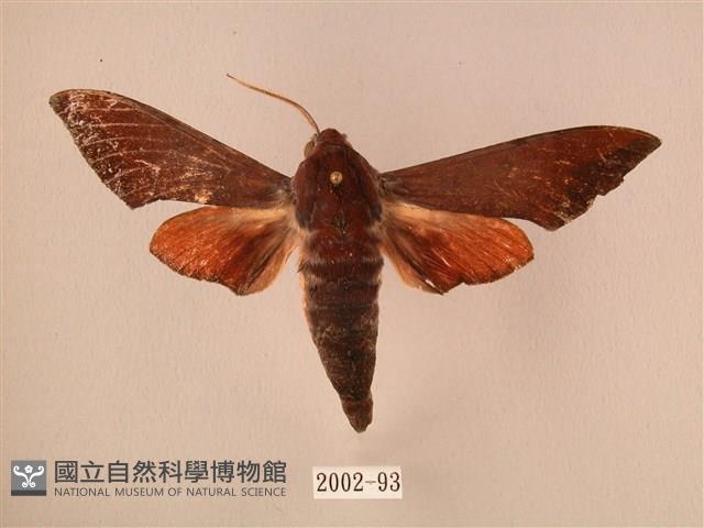 赭色斜帶天蛾藏品圖，第1張