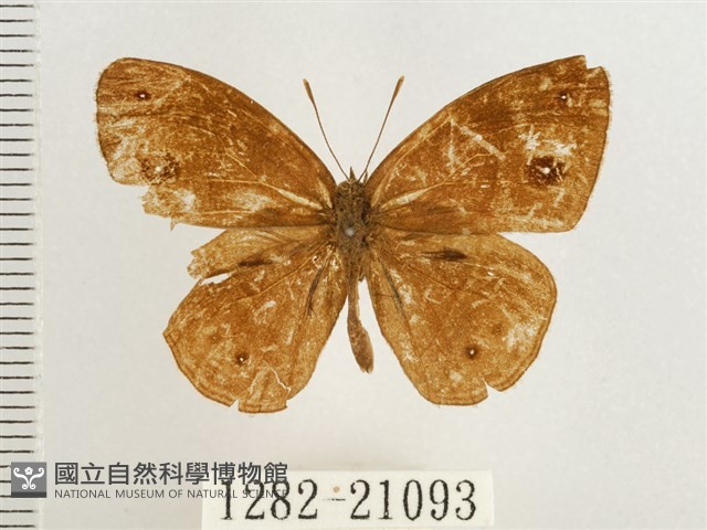 淺色眉眼蝶藏品圖，第1張