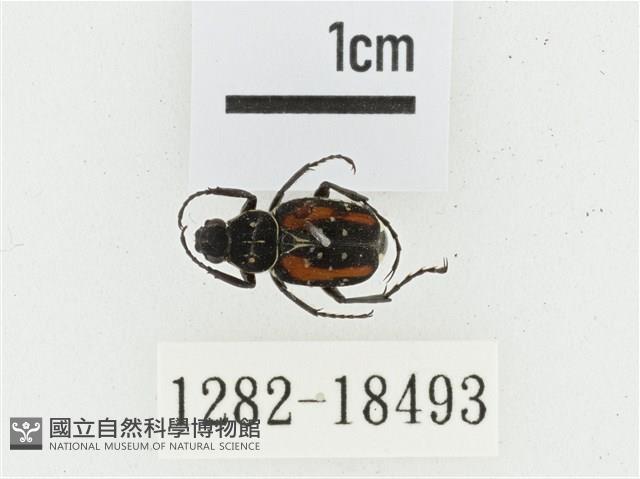 黑虎斑花金龜藏品圖，第1張