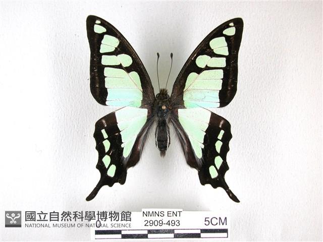 寬帶青鳳蝶藏品圖，第1張