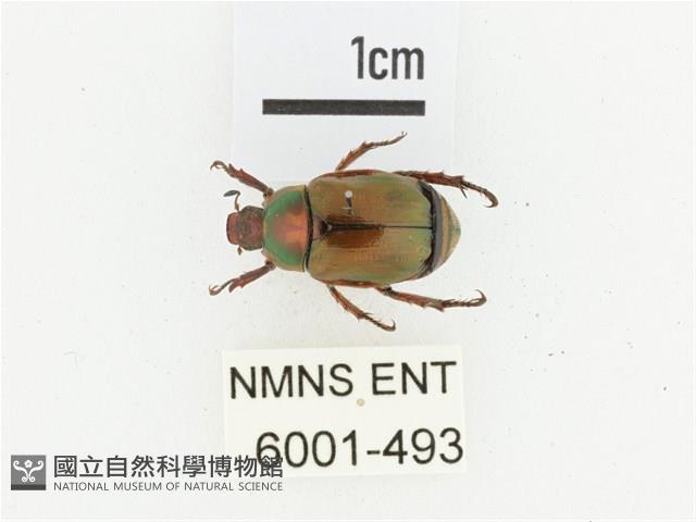 橫紋青銅金龜藏品圖，第1張