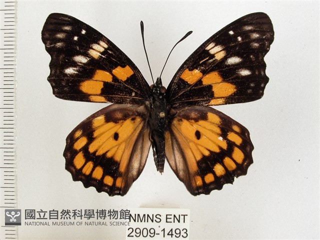 燦蛺蝶藏品圖，第1張