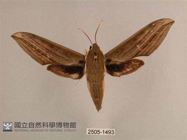 背線天蛾藏品圖，第1張