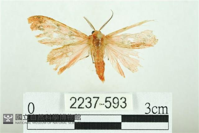 三條橙燈蛾藏品圖，第1張