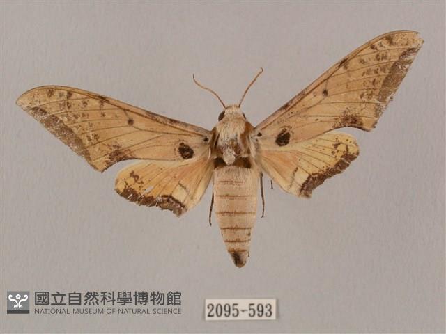 廣東鷹翅天蛾藏品圖，第1張