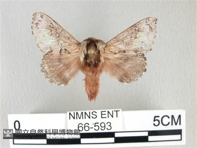 銀肩枯葉蛾藏品圖，第1張