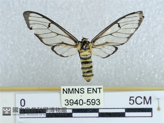 登錄號:003940-00593藏品圖，第1張