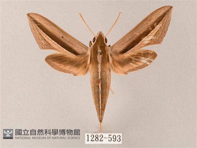 單斜紋天蛾藏品圖，第1張