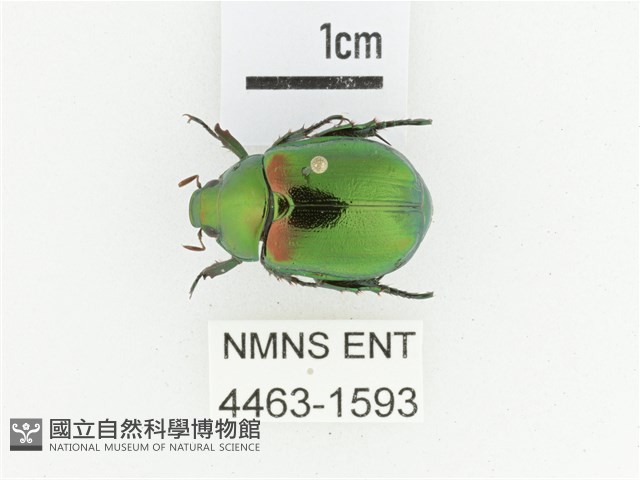 艷金龜藏品圖，第1張