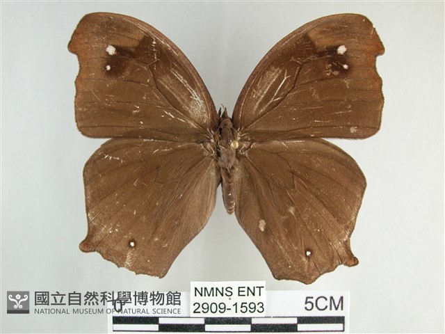 森林暮眼蝶、黑樹蔭蝶藏品圖，第1張