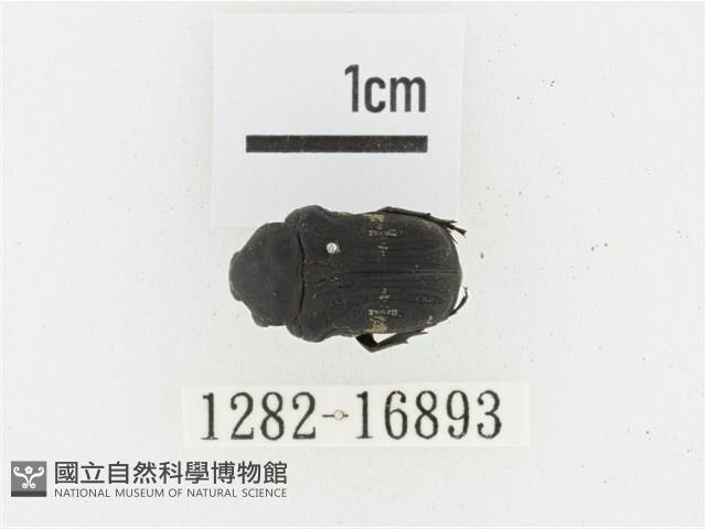 橫斑黑花金龜藏品圖，第1張