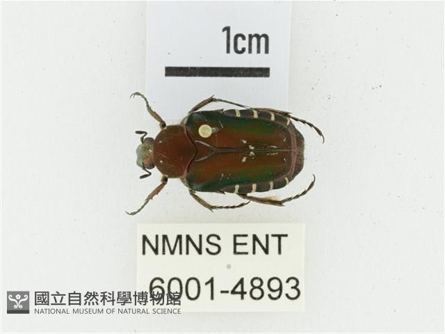 黑斑陷紋金龜藏品圖，第1張