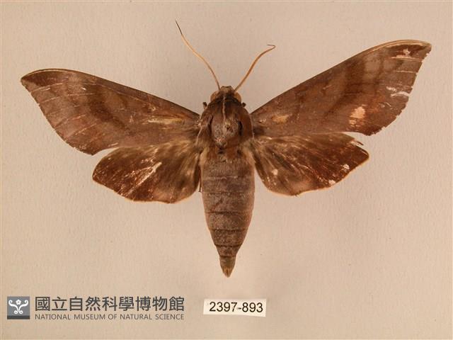 背中白天蛾藏品圖，第1張