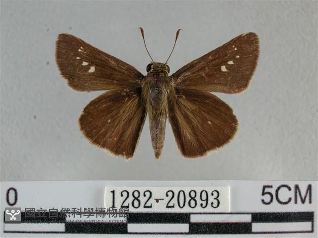 小稻弄蝶藏品圖，第1張