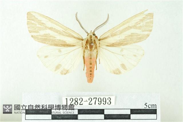 赭新污燈蛾藏品圖，第1張