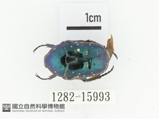 藍艷白點花金龜藏品圖，第1張