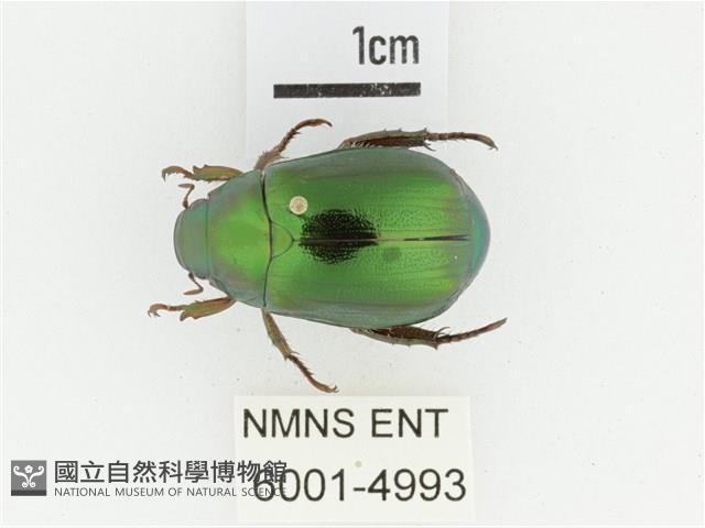 綠艷金龜藏品圖，第1張