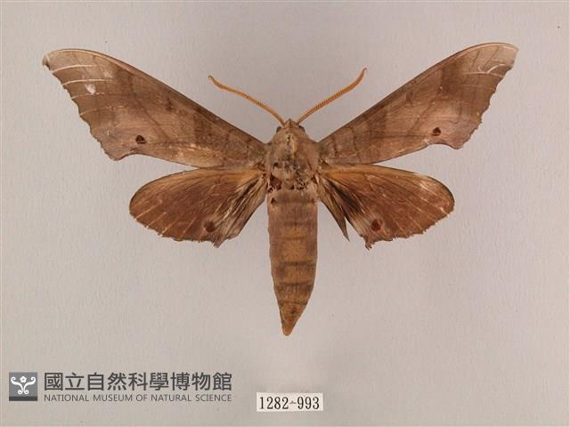 栗六點天蛾藏品圖，第1張