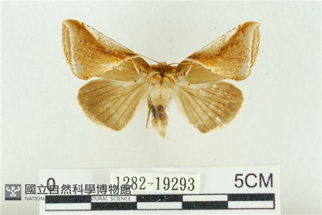 印華波紋蛾藏品圖，第1張