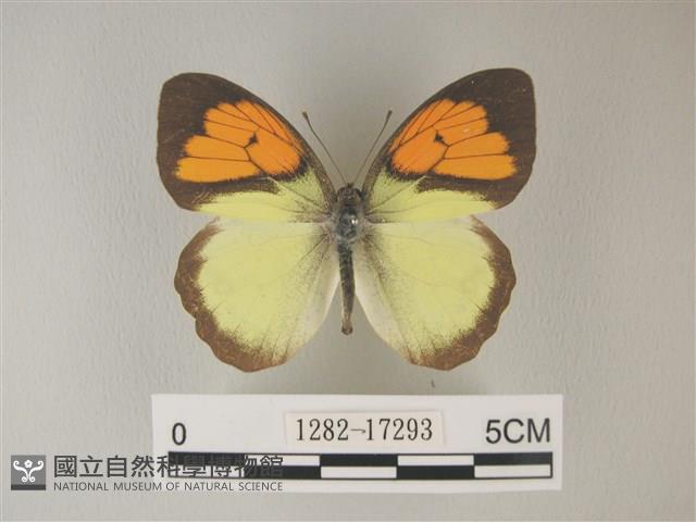異粉蝶、雌白黃蝶藏品圖，第1張