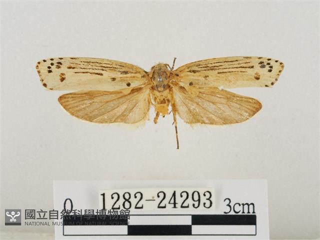 線紋篩蛾藏品圖，第1張