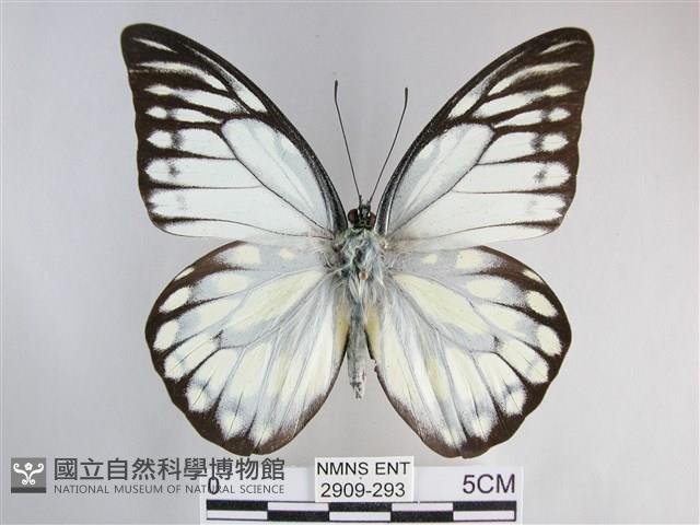 鋸粉蝶藏品圖，第1張